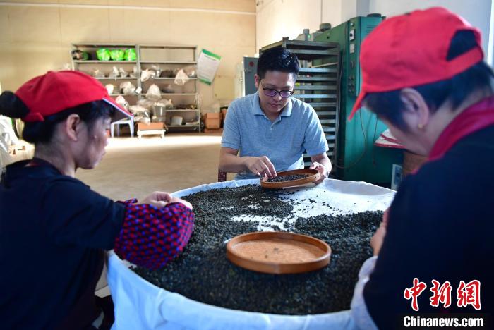 圖為張元豪在生產(chǎn)車間內(nèi)與工人一起查看茶葉品質(zhì)?！埍?攝