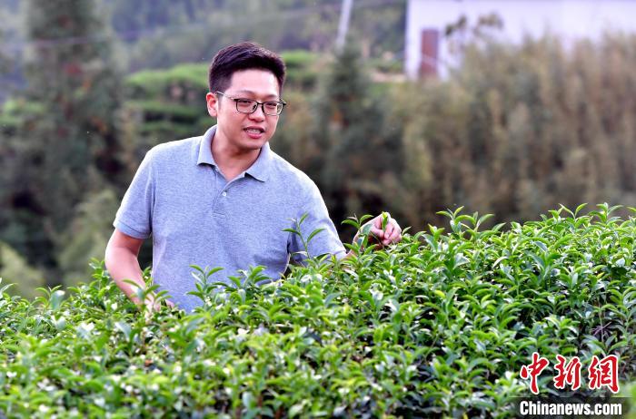 “臺二代”張元豪福建深山種茶十年：“來了，就對了”